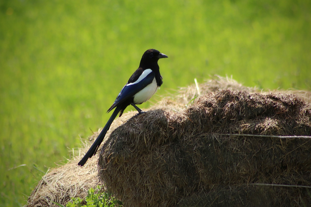 Home Composting Made Easy - An Eco-Friendly Guide